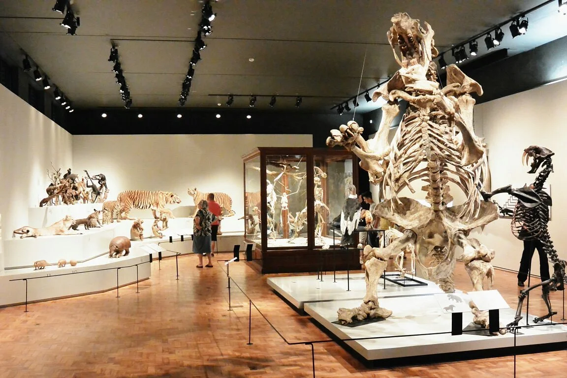 Museu de Zoologia da Universidade de São Paulo
