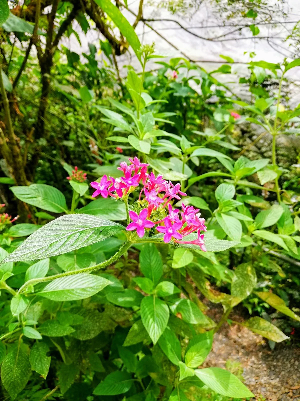 Amaranta Mariposario