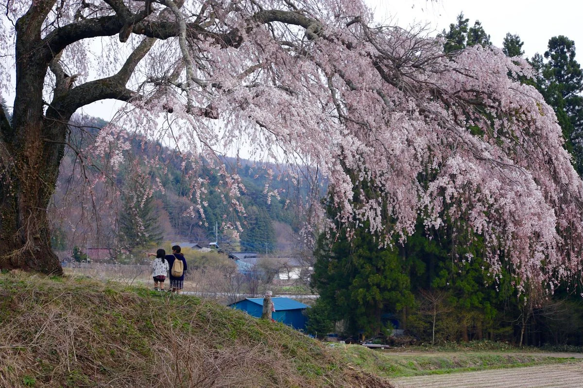 Kamihotchi Weeping Cherry Blossom