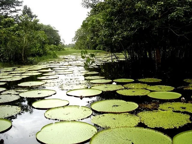 Amazon Maguta Jungle Lodge