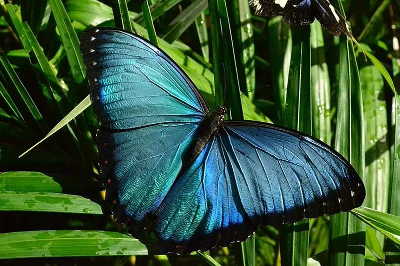 Mariposas de Mindo
