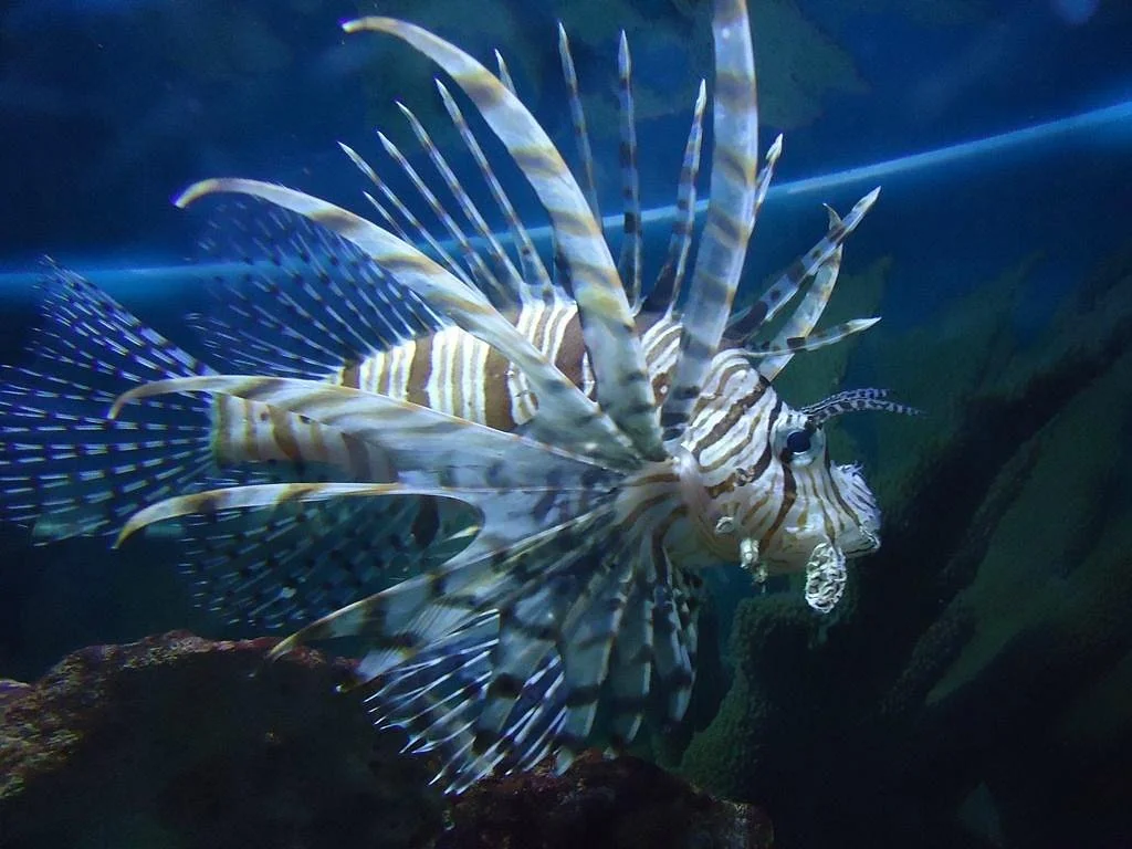 Museo Marino de Margarita