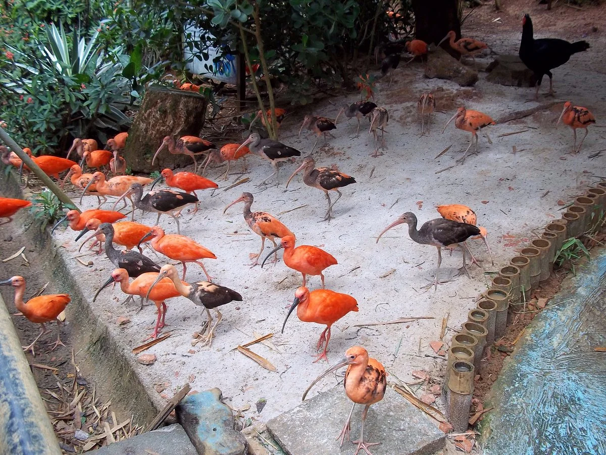 Parque Zoobotanico Do Salvador Da Bahia