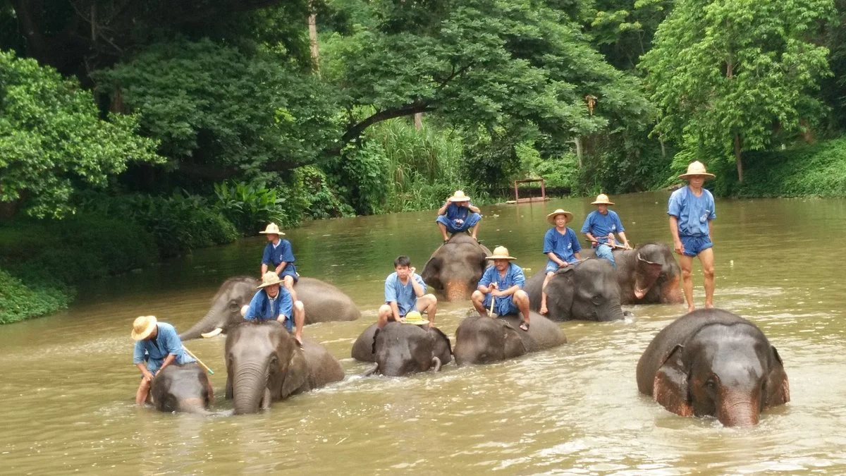 Thai Elephant Conservation Center