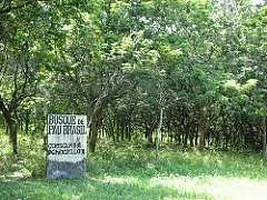 Bosque de Pau-Brasil