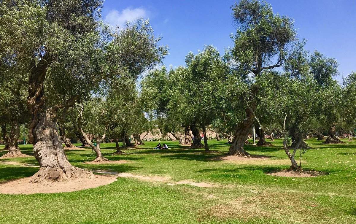 Parque El Olivar