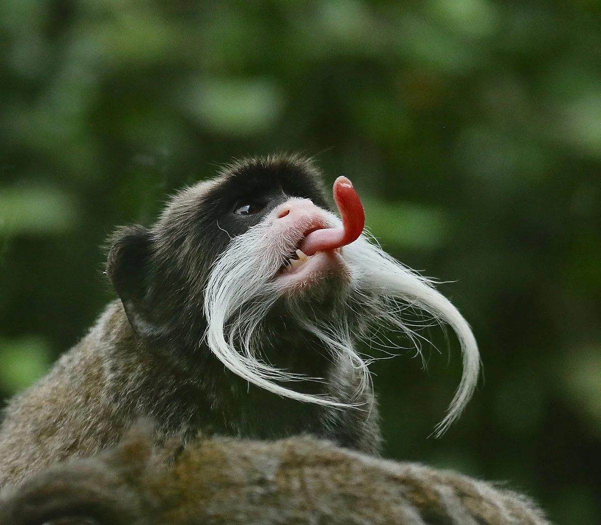 Zoo de Guyane