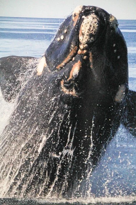 Fundación Ecocentro