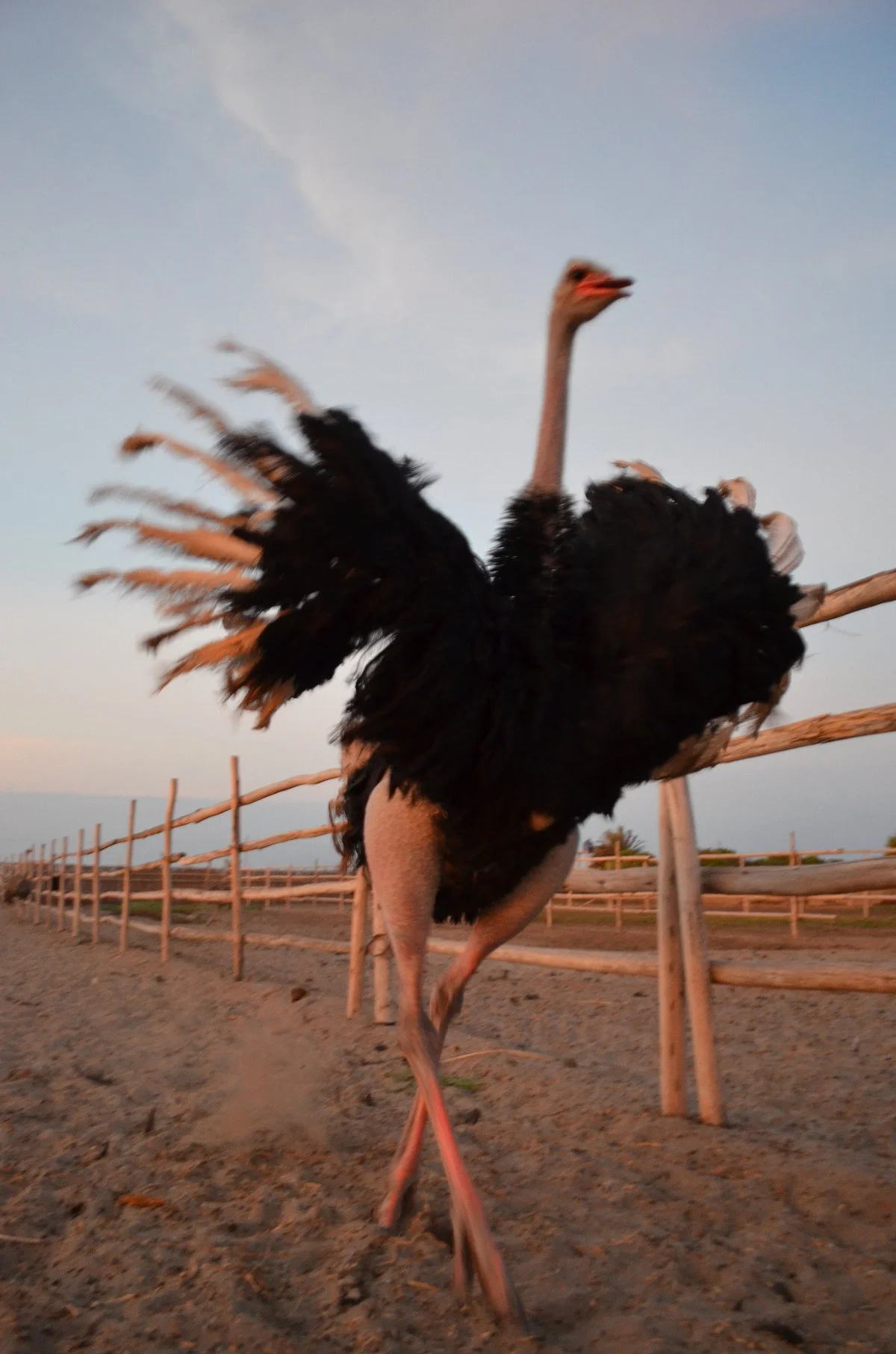Aves Gigantes de Peru