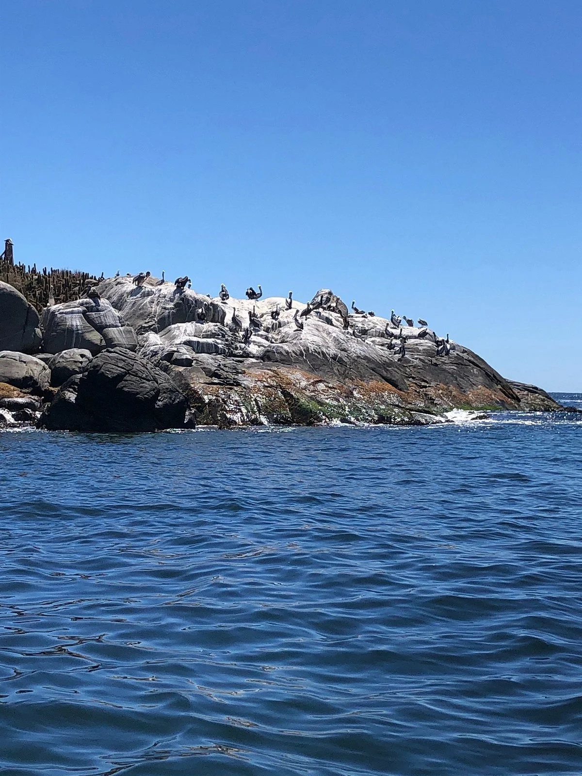 Isla Los Pinguinos Cachagua