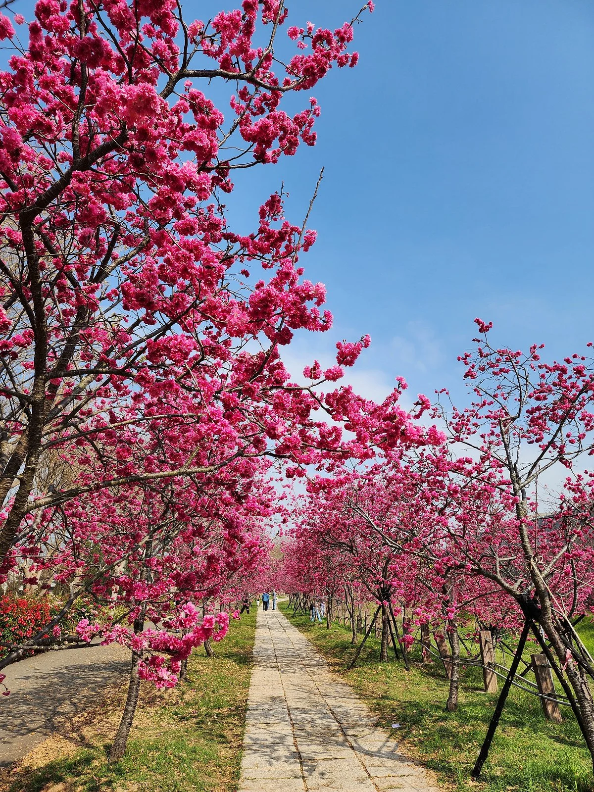 Li Wei Branch Cherry Blossom Park