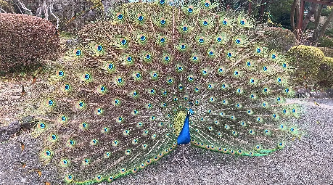 Izu Shaboten Zoo