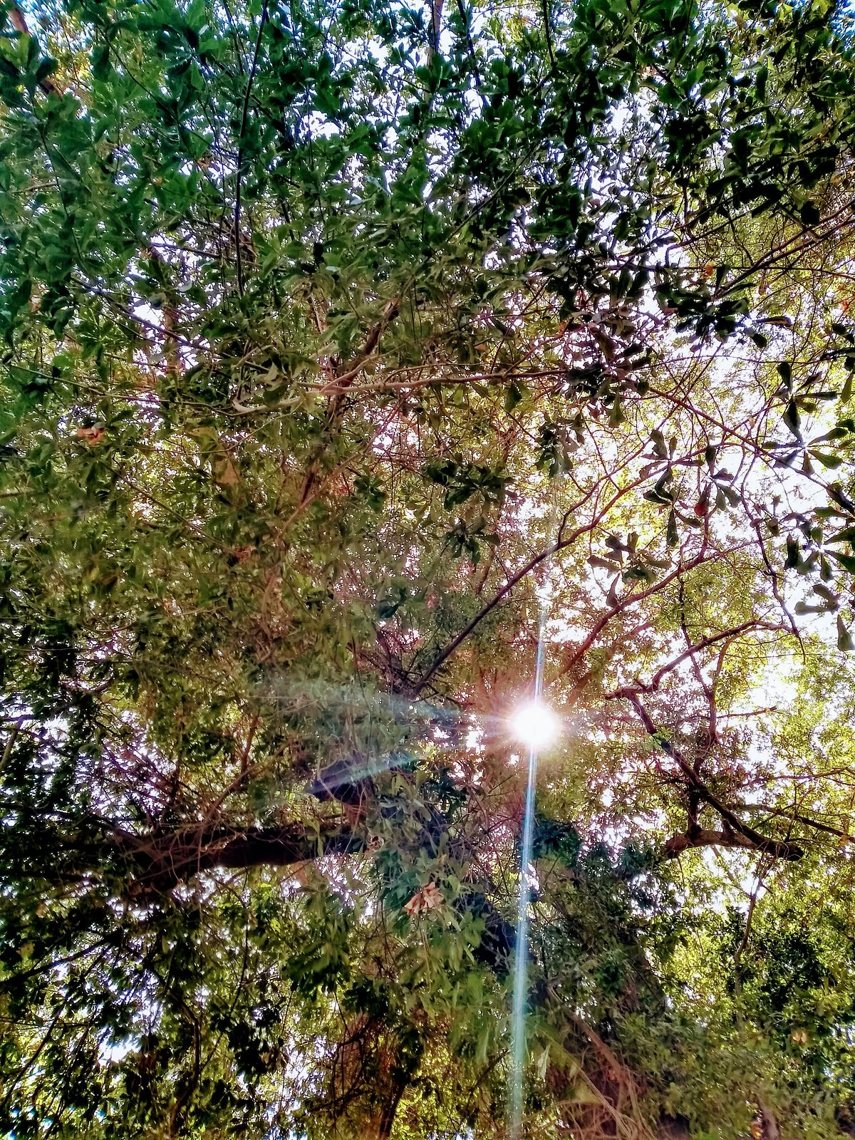 Parque Koke
