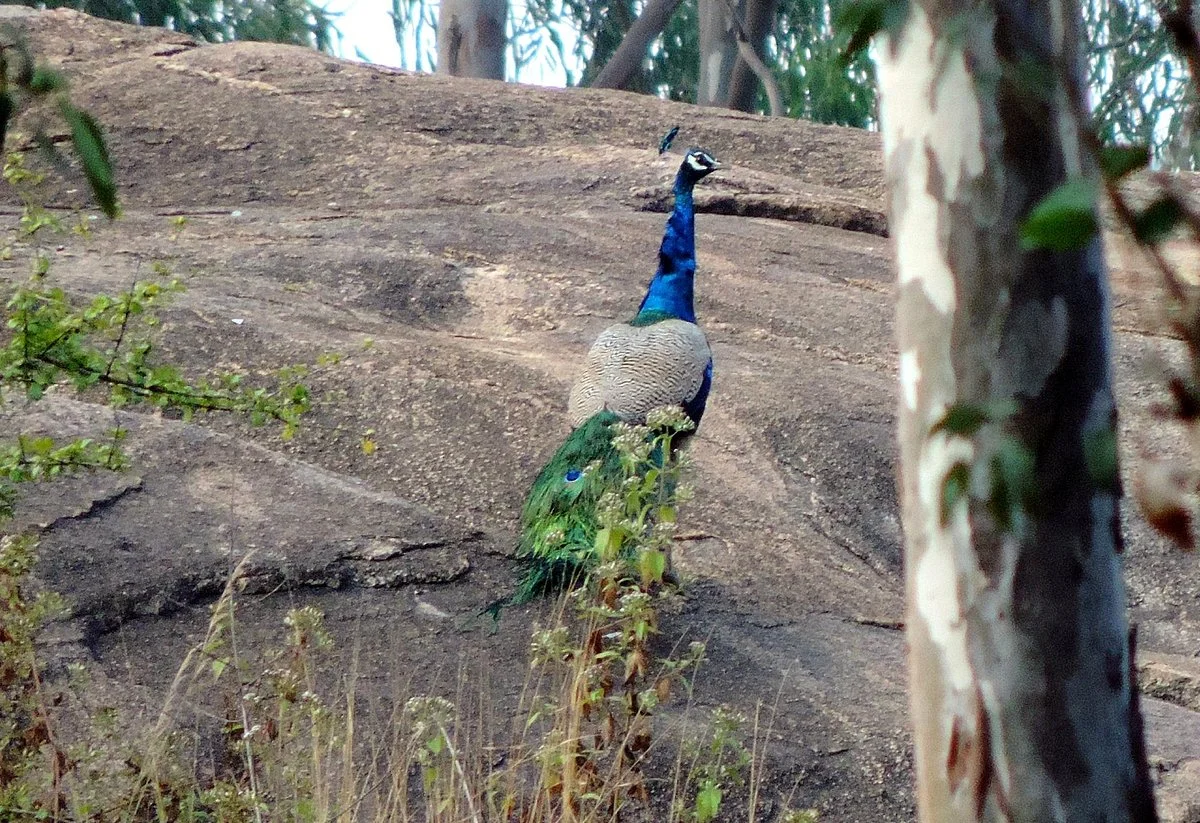 Turahalli Forest