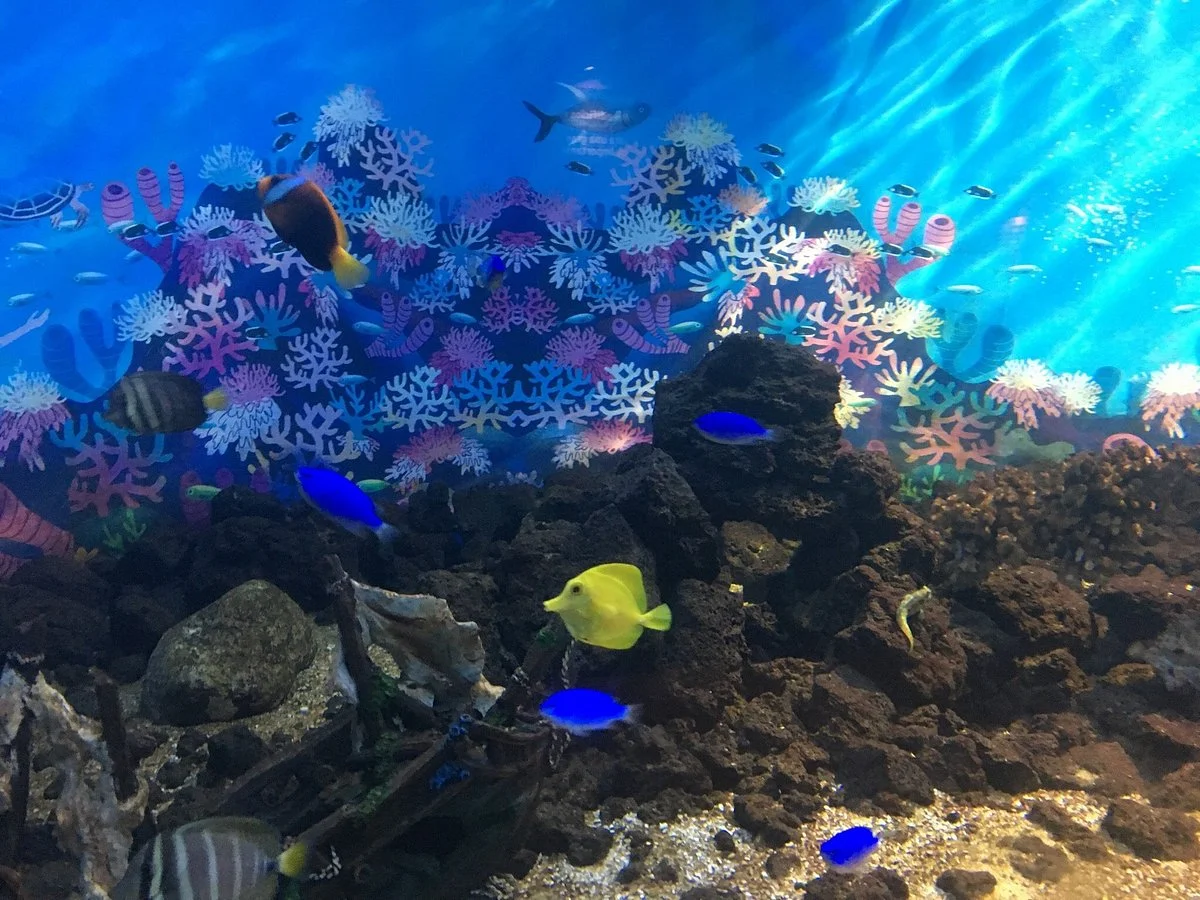 Acuario Valparaiso