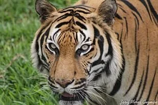 Parque de las Leyendas (Zoo)