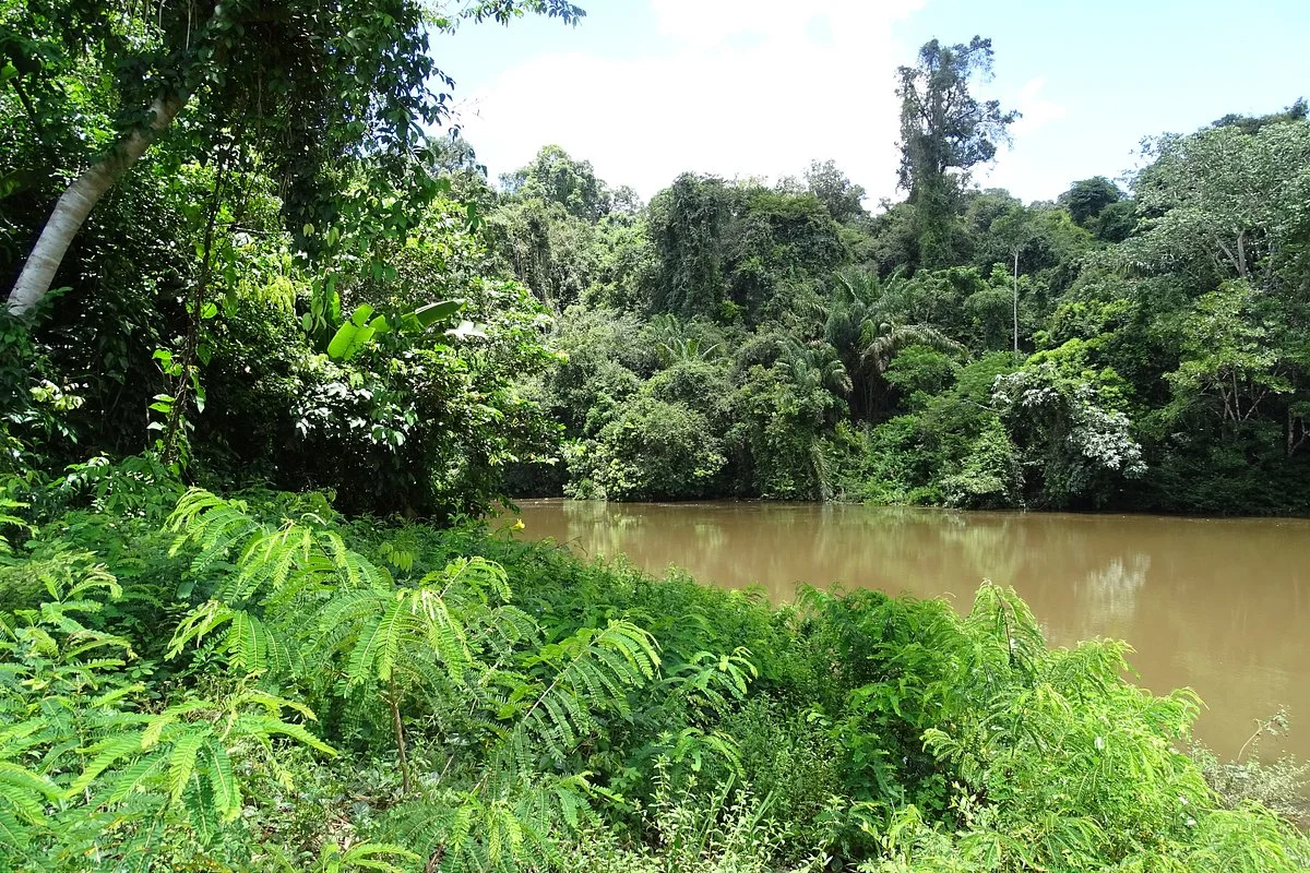 Nickerie River