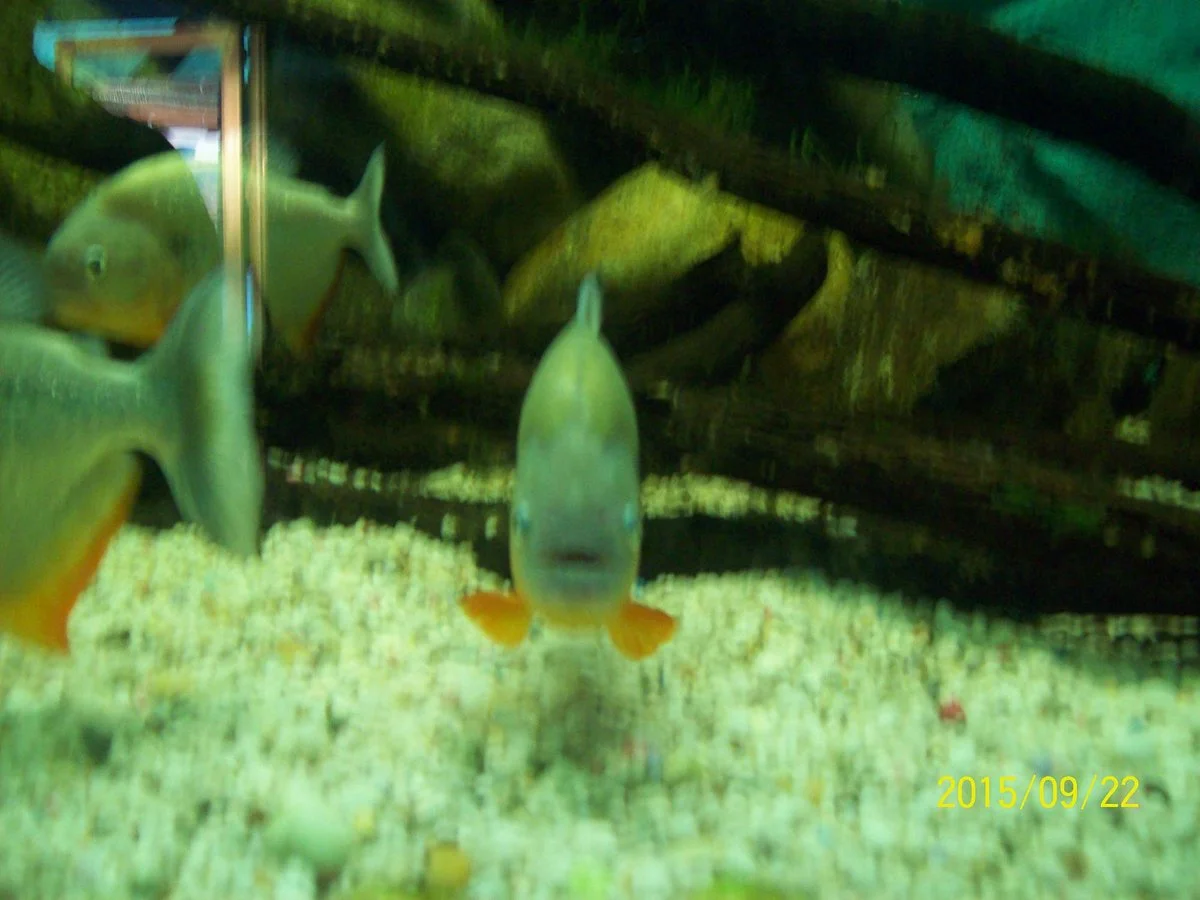 Merida Aquarium (Jardin Acuario de Merida)