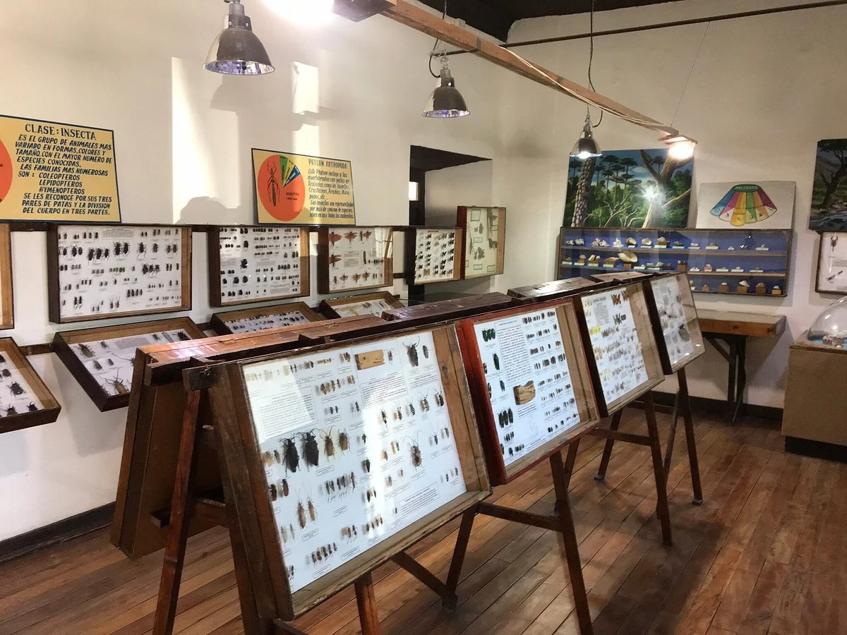 Museo Entomologico de Vicuna
