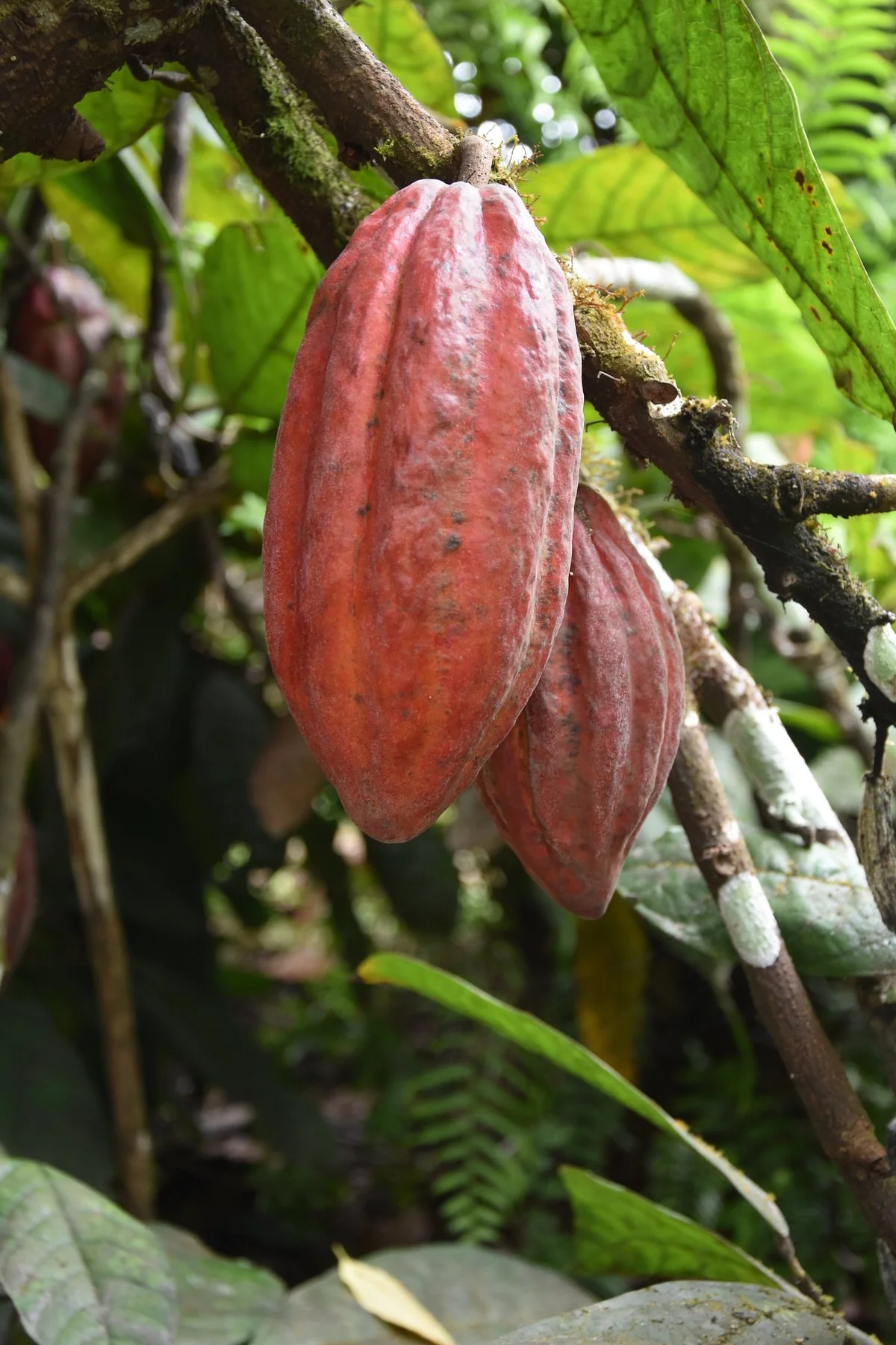 El Trapiche Ecologico Galapagos