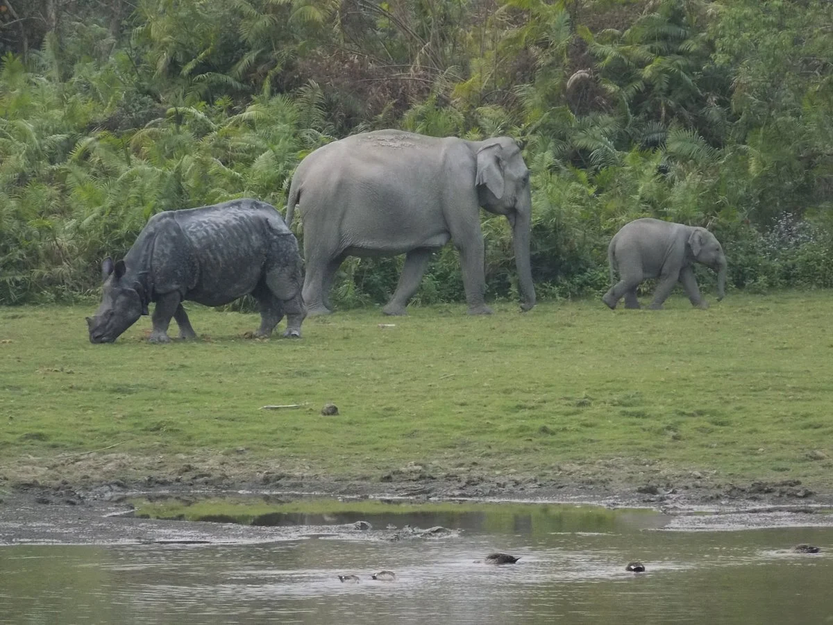 Kaziranga National Park