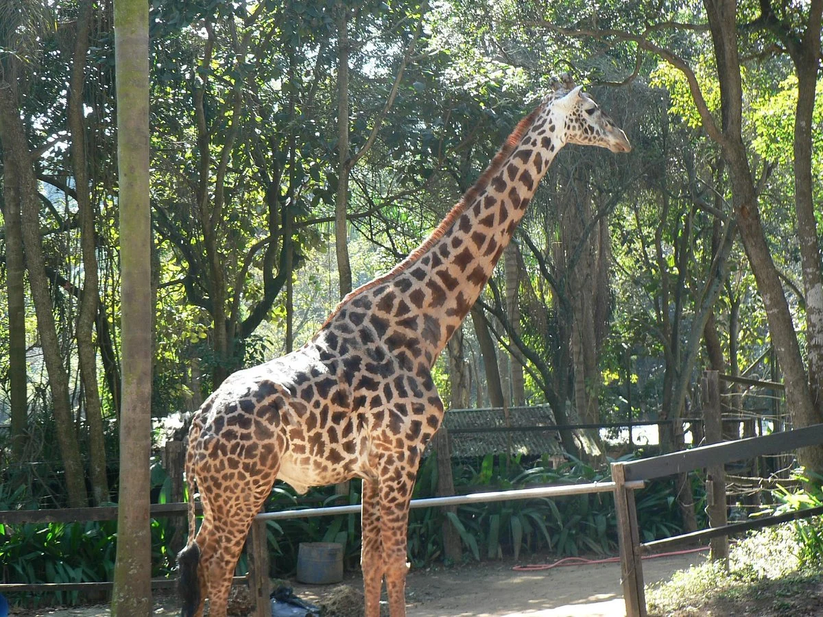 Zoo Safári