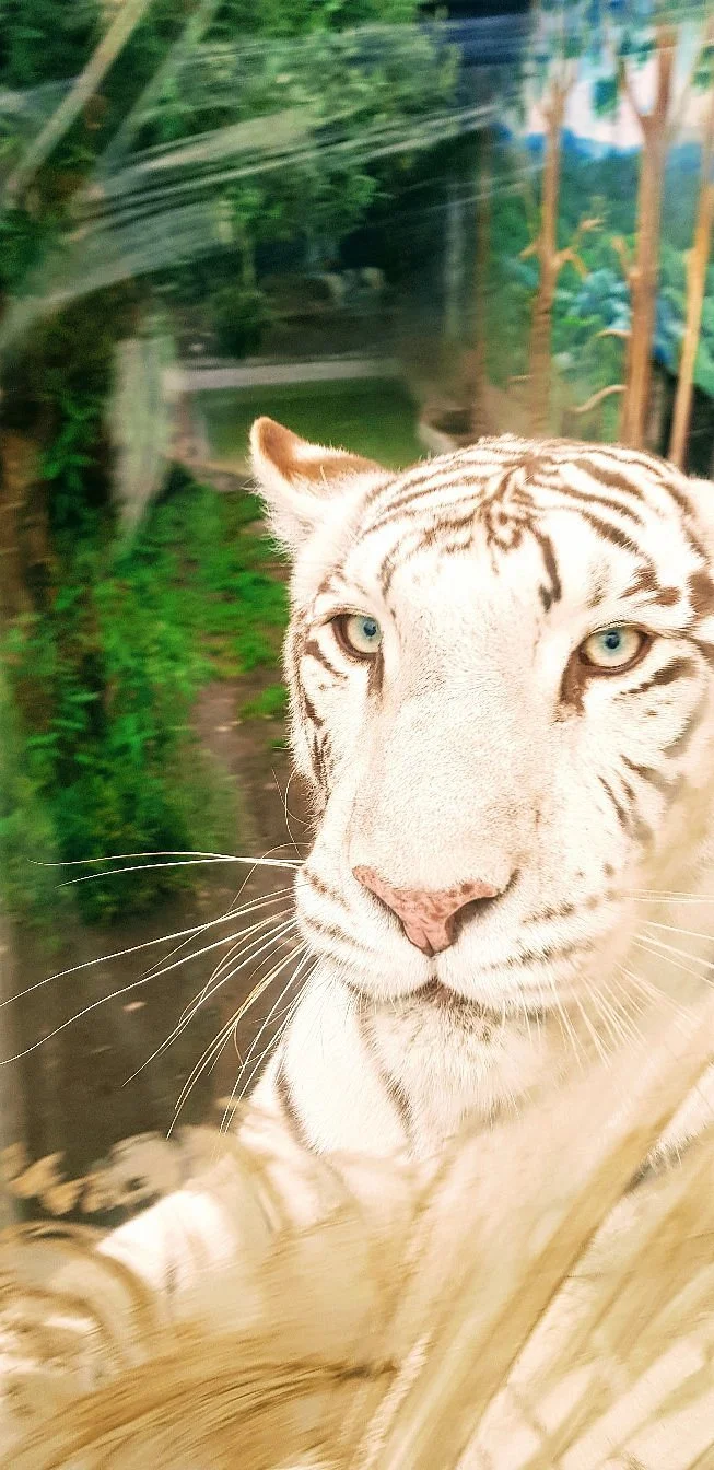 Zoologico de San Martin