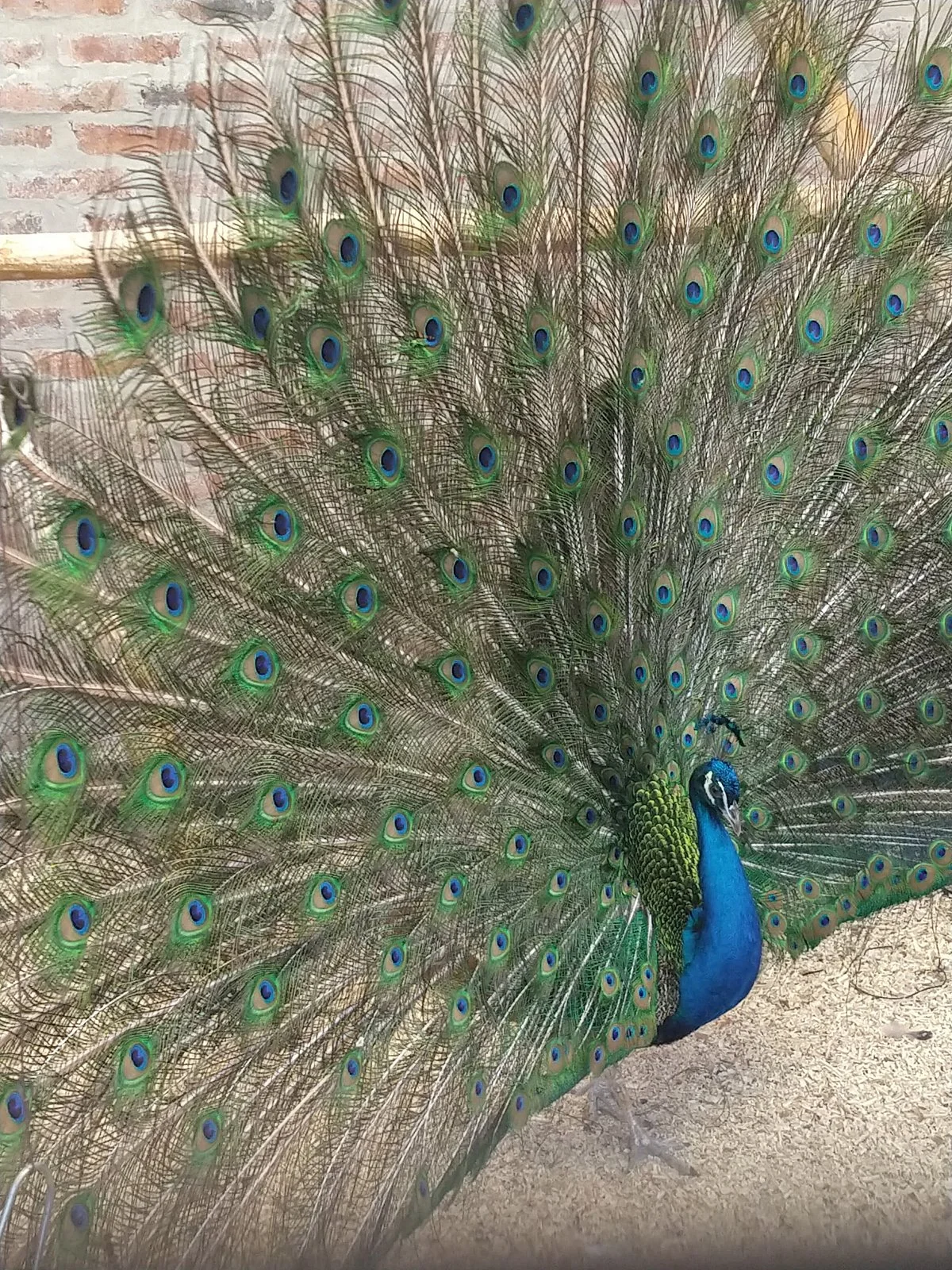 La Aurora Granja