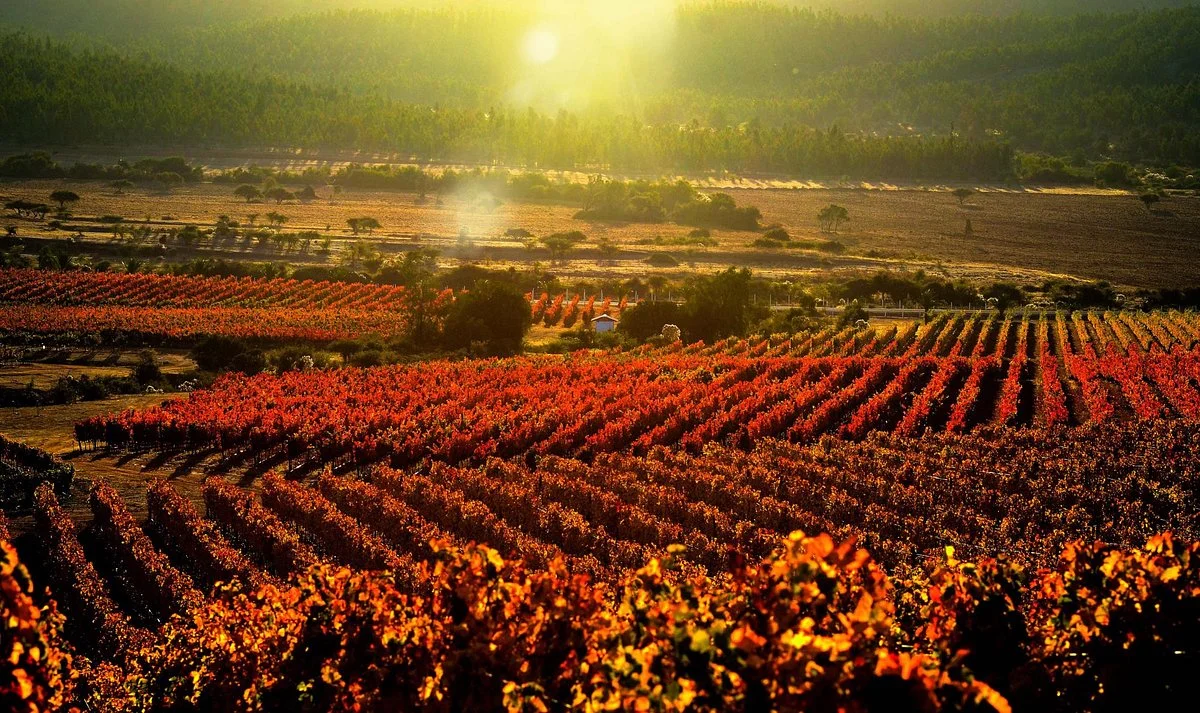 Vina  Los Vascos