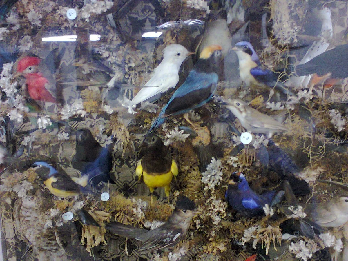 Carlos Ritter Museum of Natural Science