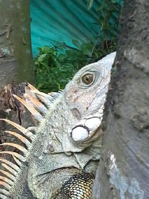 Parque Gallineral de Giron