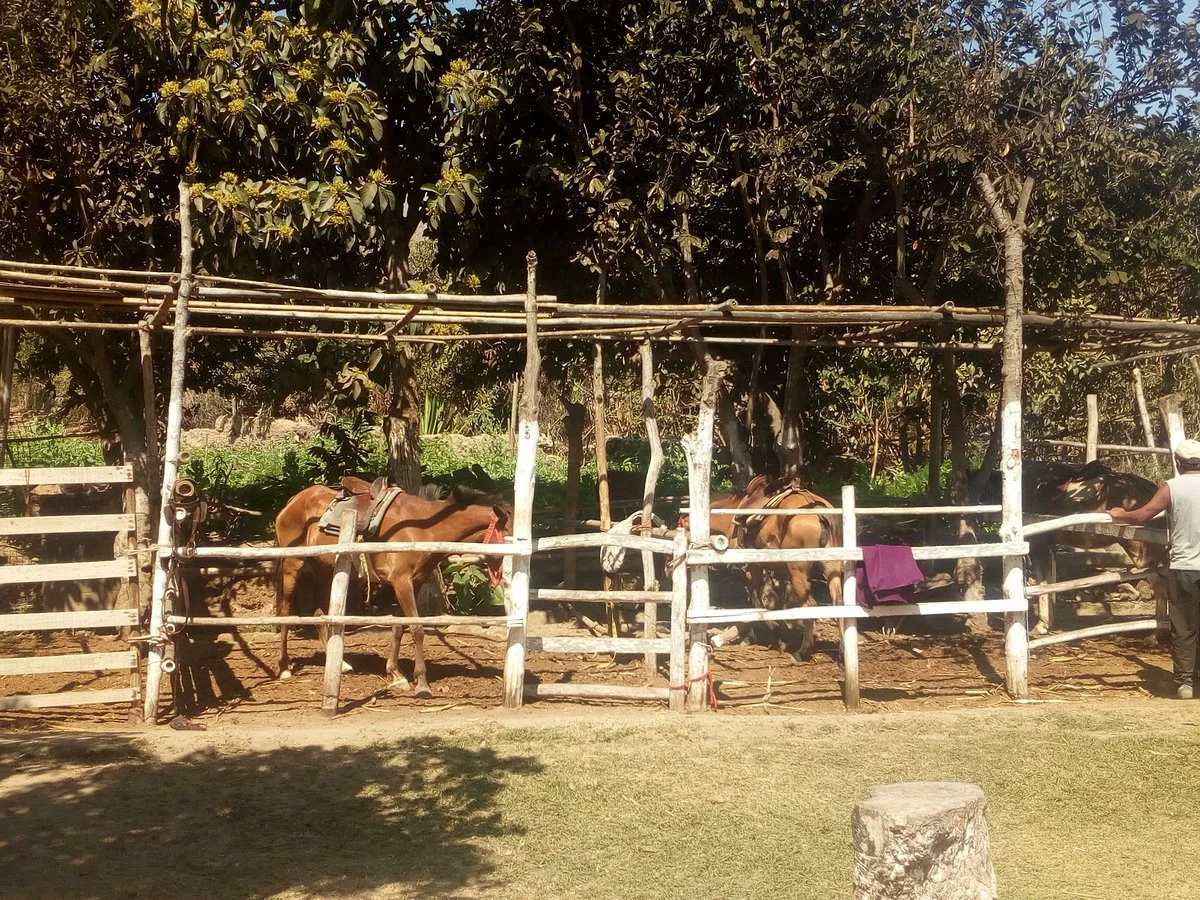 Paseos a Caballo El Bosque