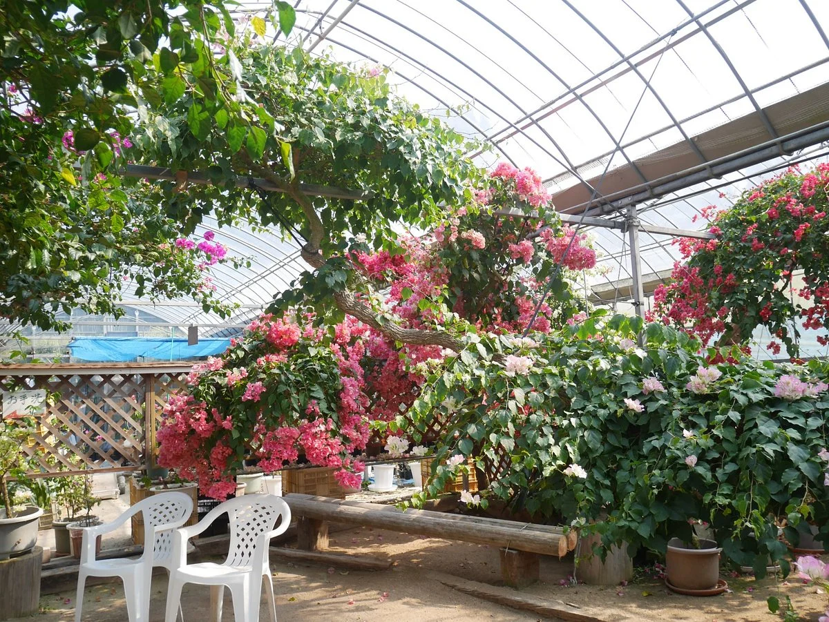 Bougainville no mori