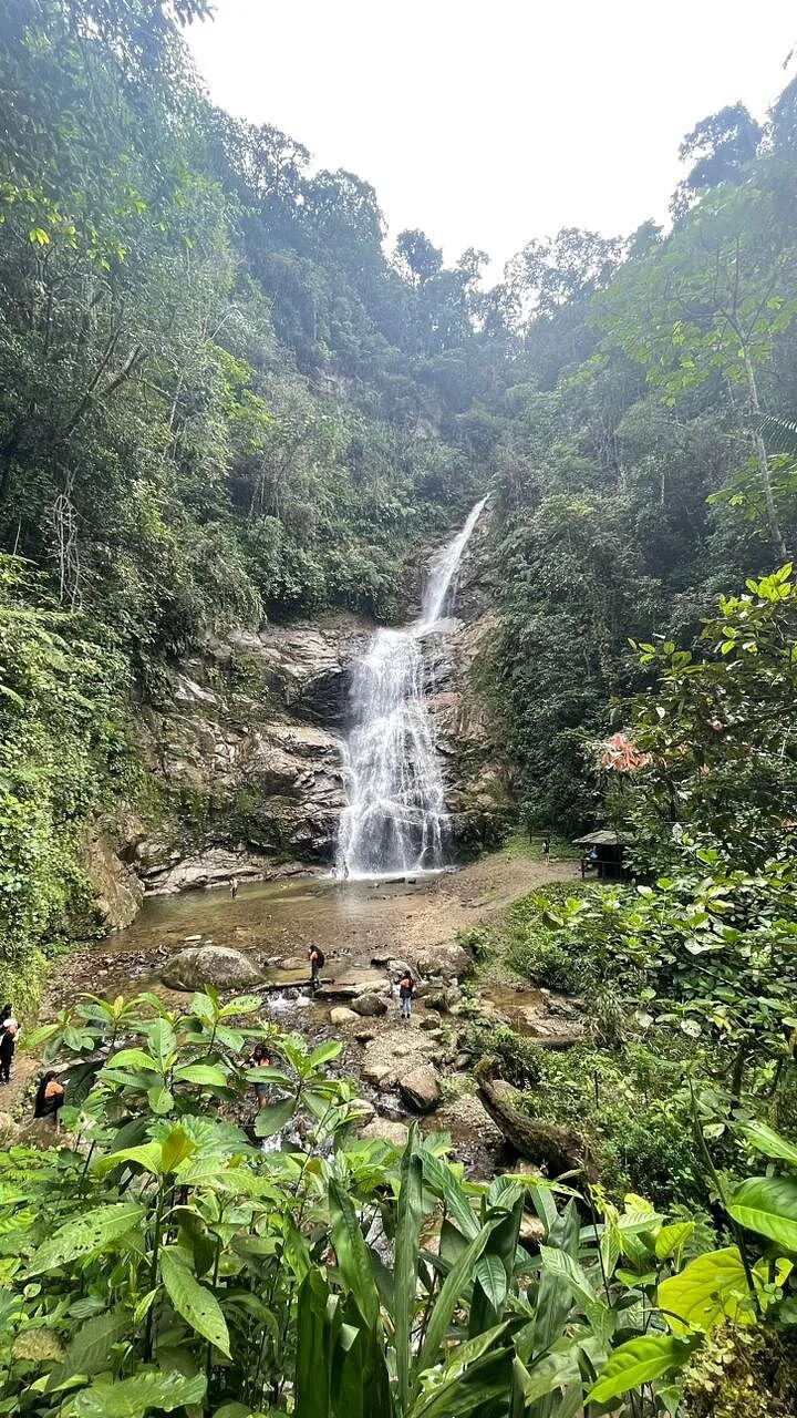 Podocarpus National Park