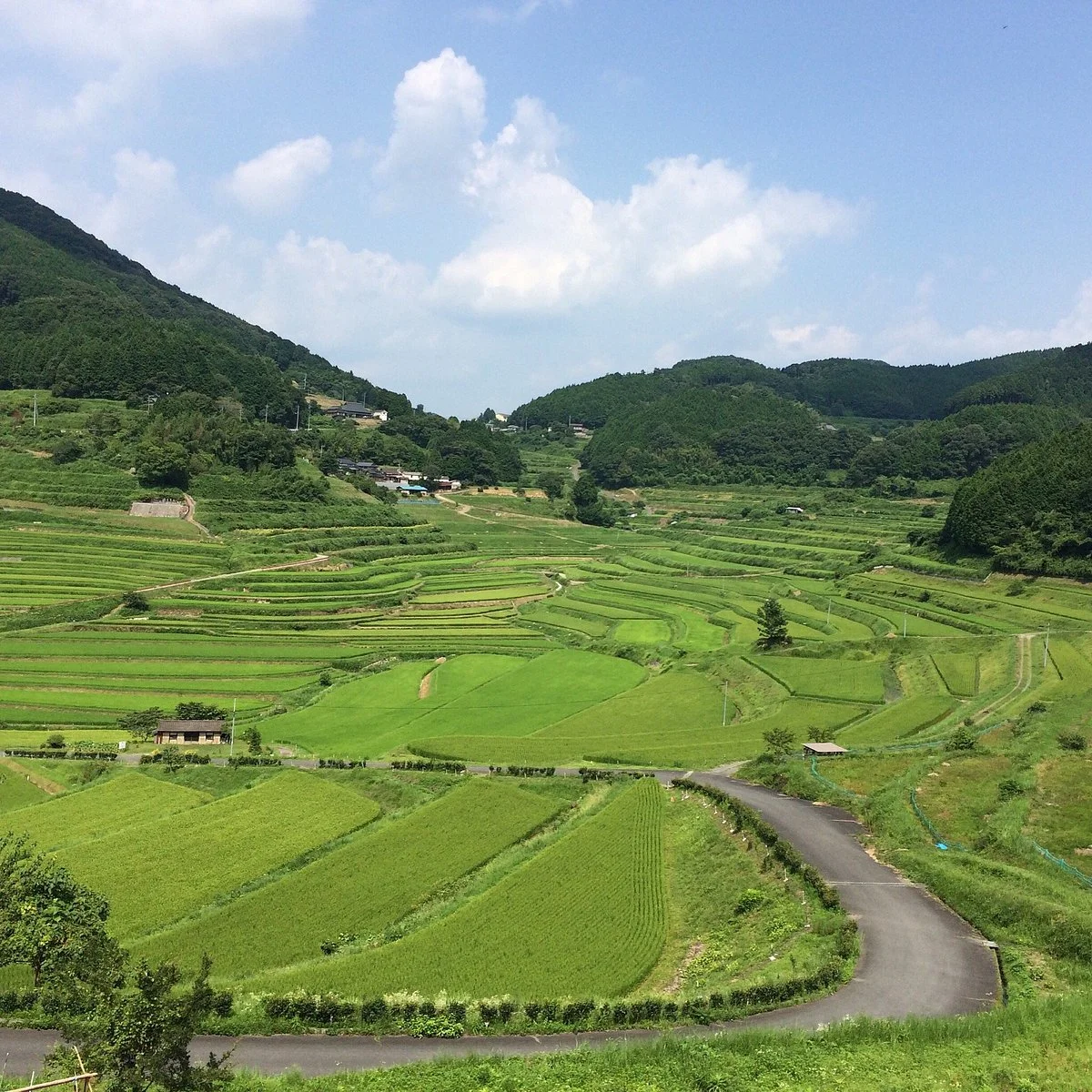 Ohaganishi Rice Terraces