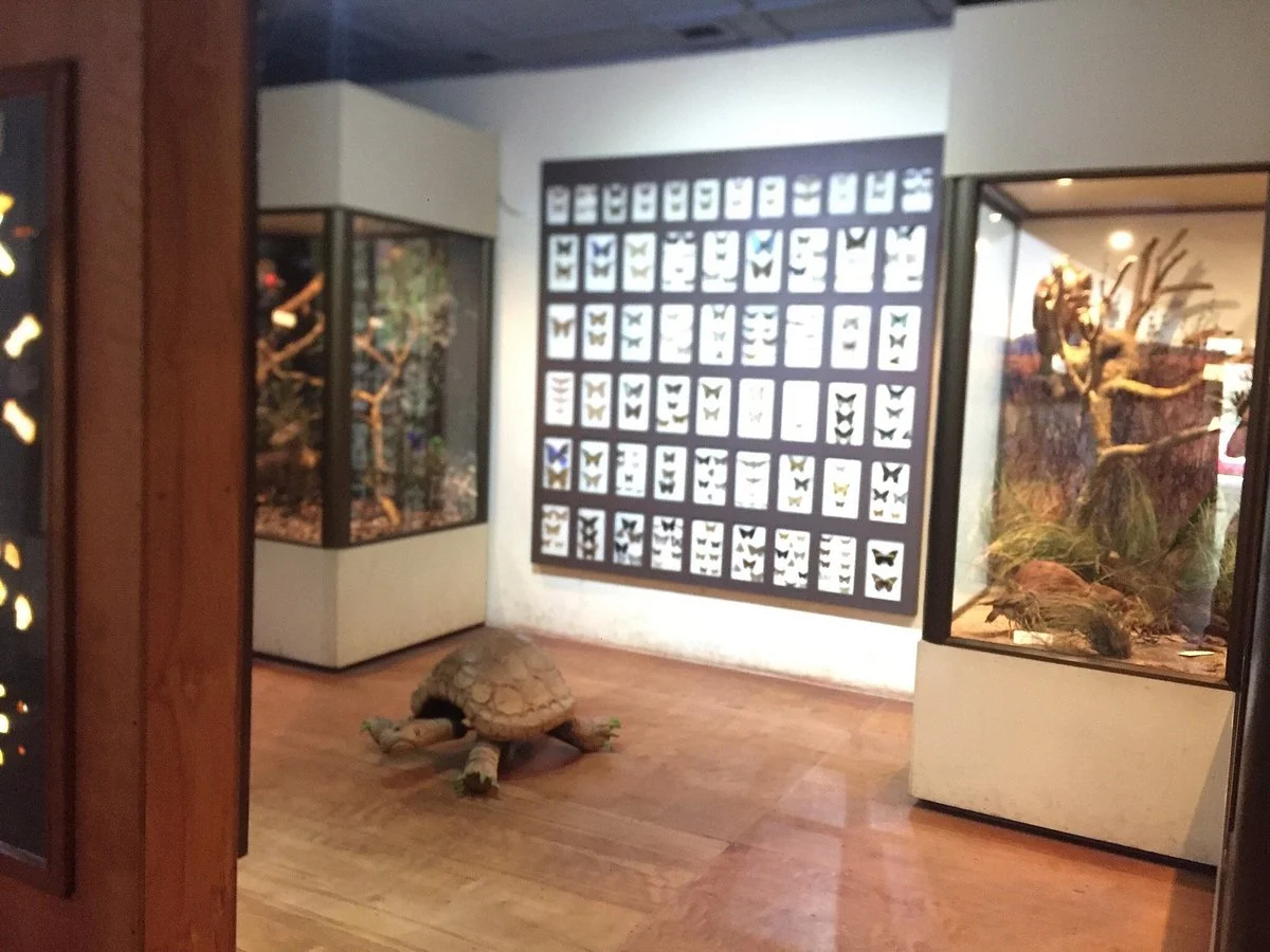 Museo Dillman Bulloock