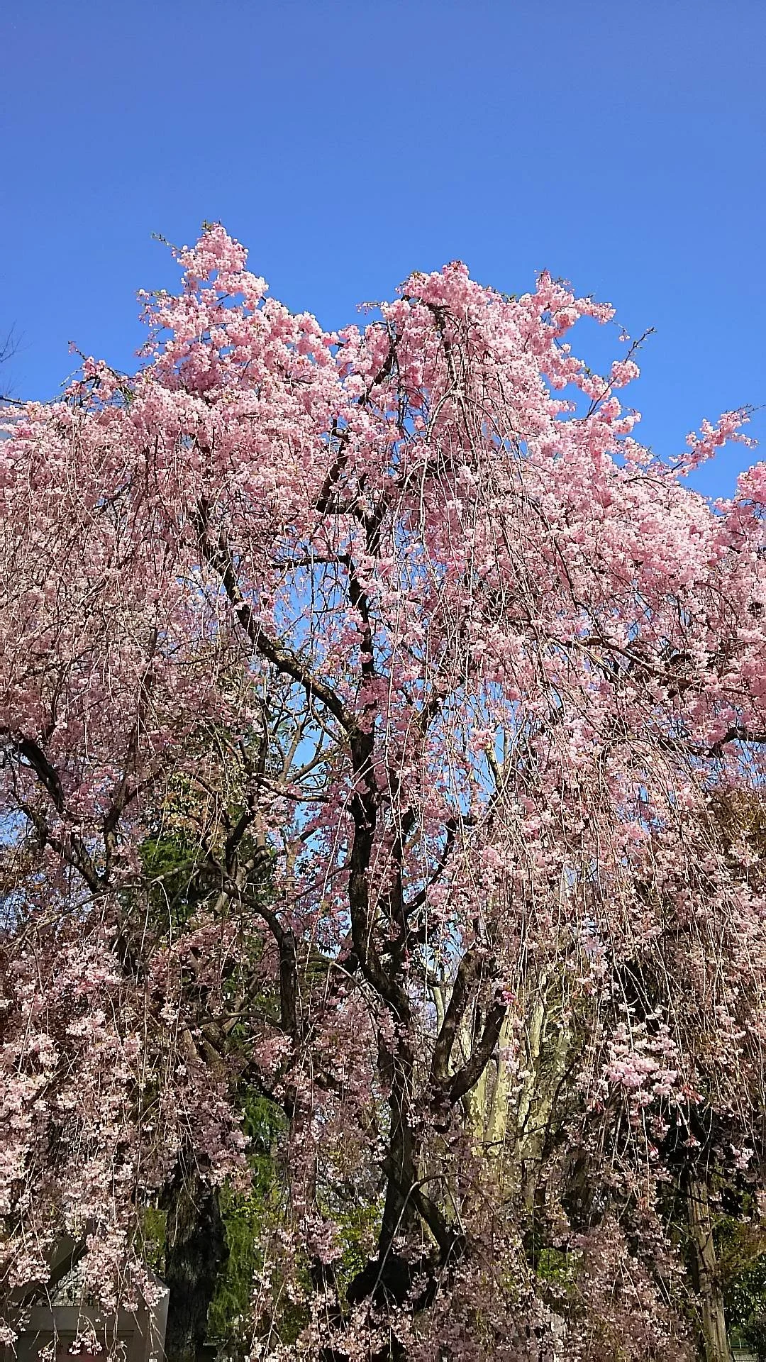 Aokicho Park