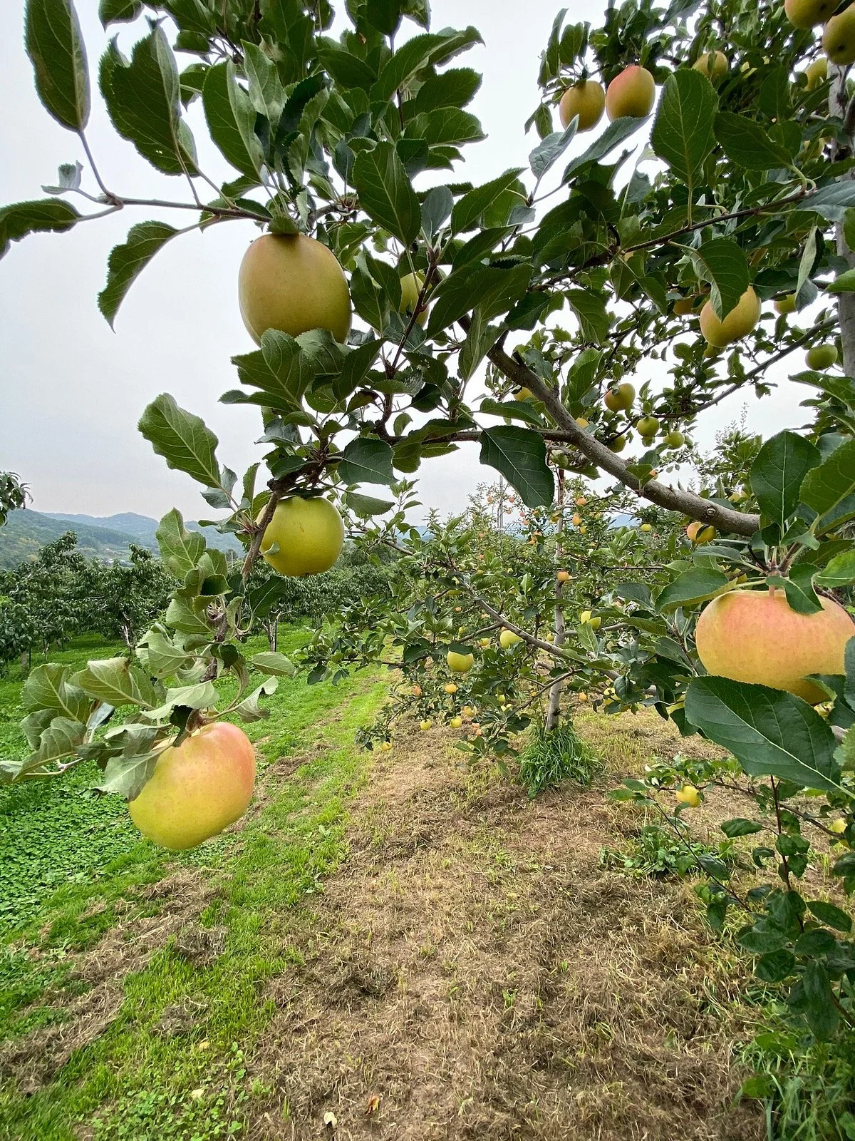Yamamoto Fruits Farm