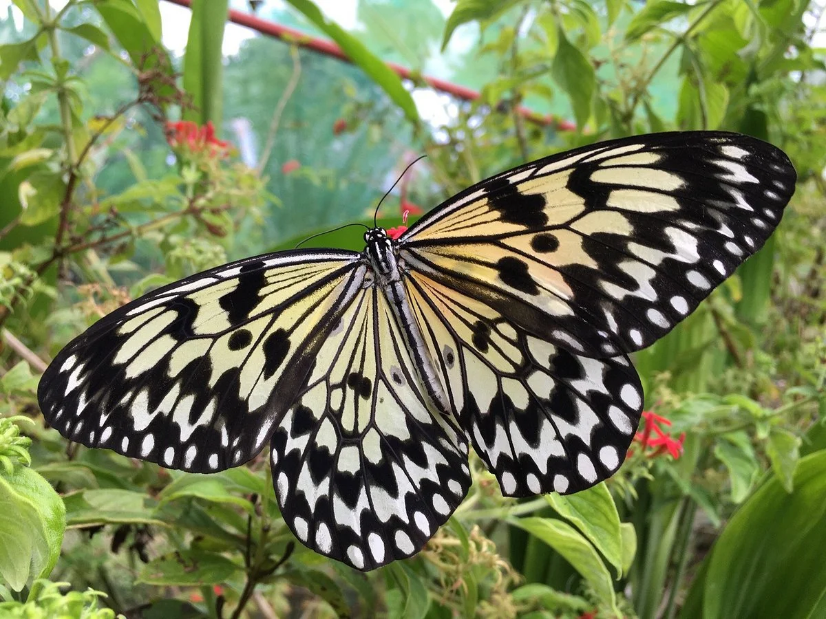 Siquijor Butterfly Sanctuary
