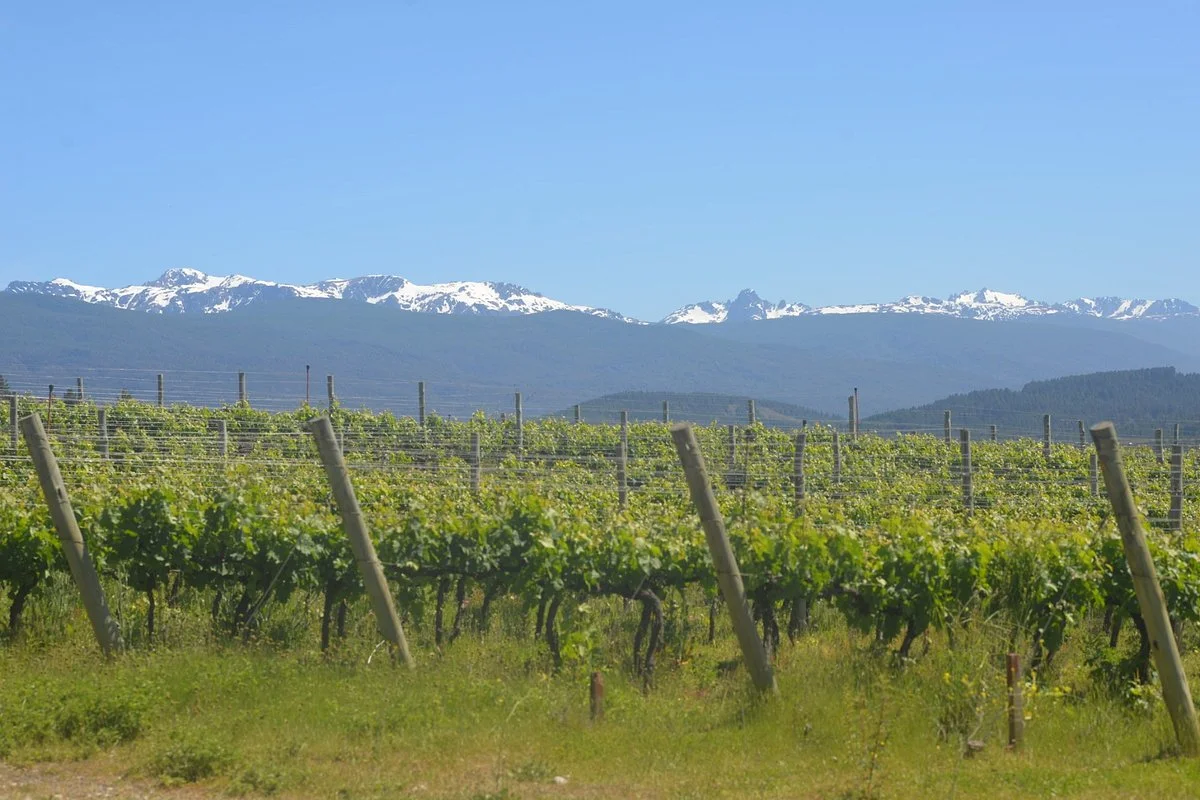 Patagonian Wines