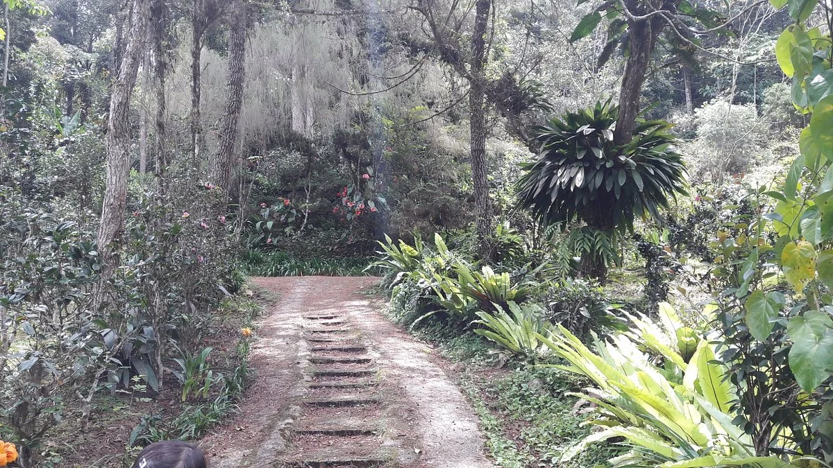 Tan's Camellia Garden