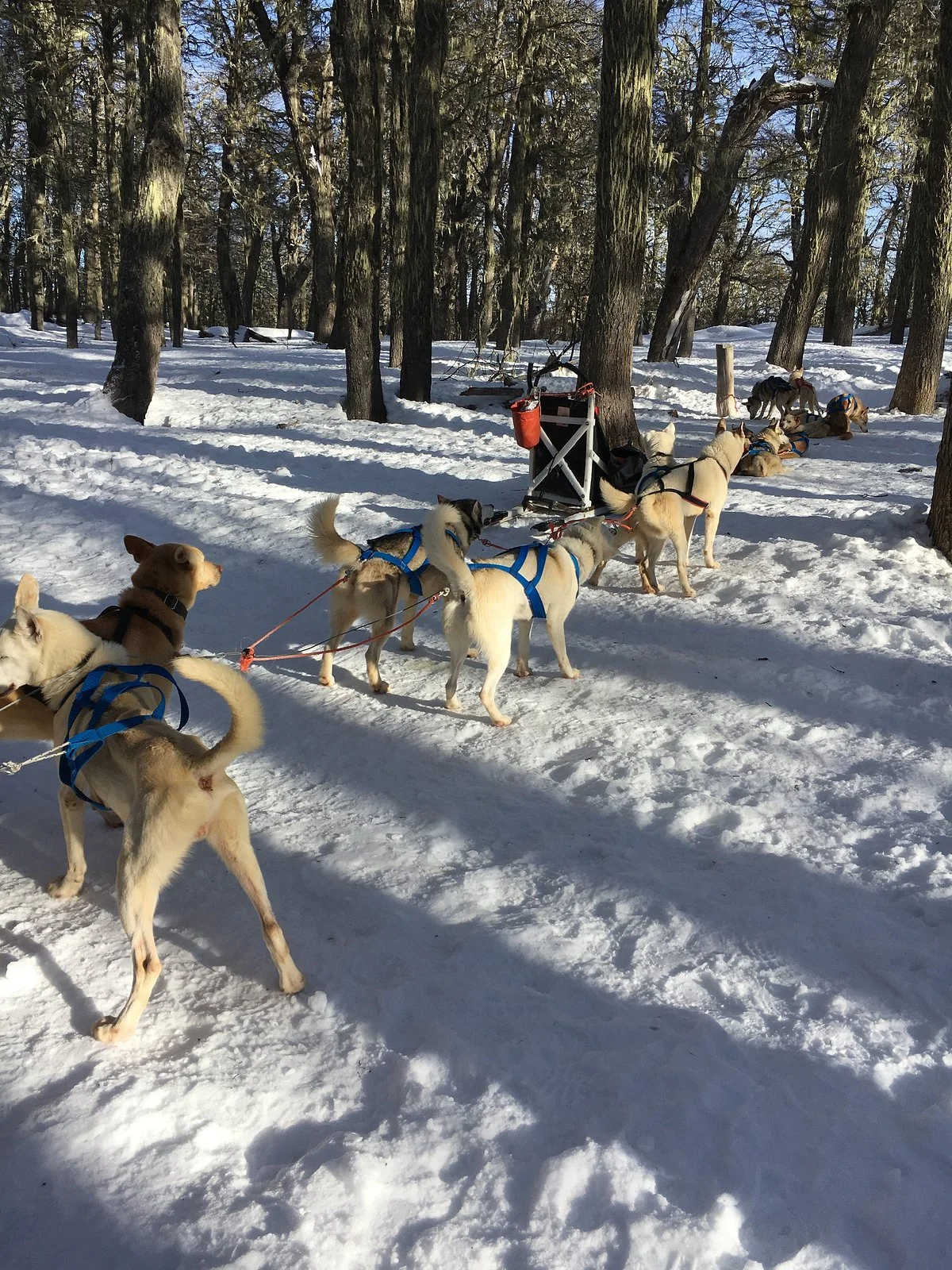 El Bosque de los Huskies