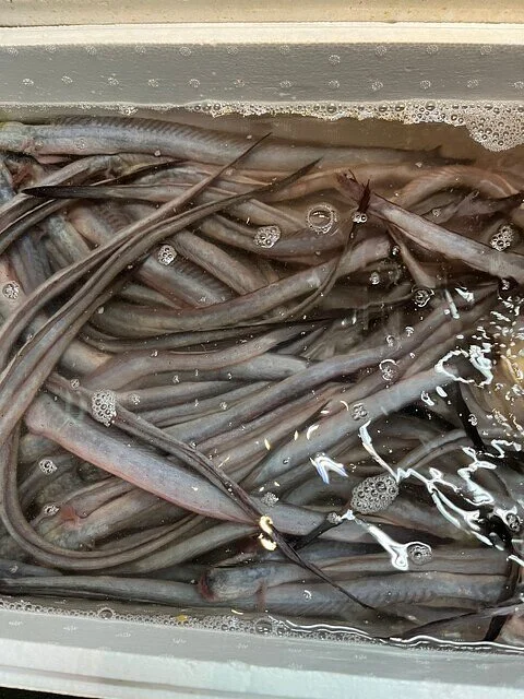 Yanagawa Ariakekai Aquarium