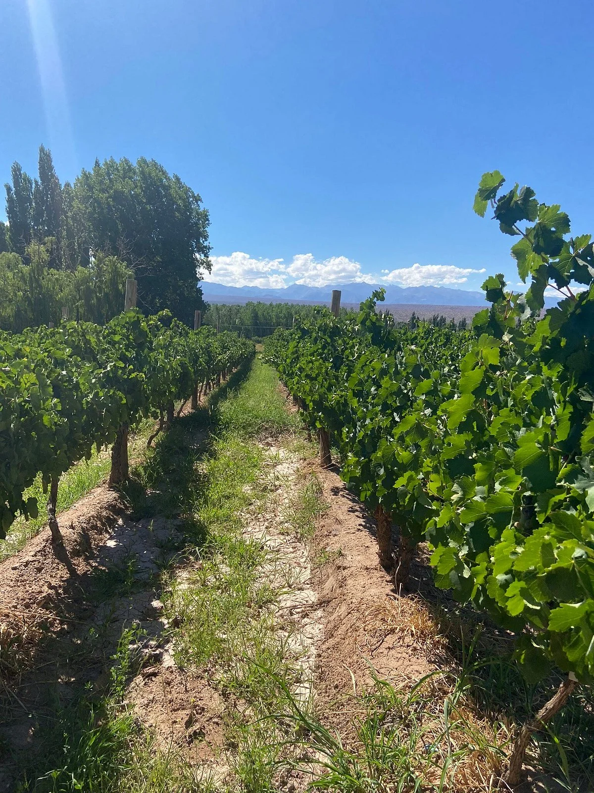 Bodega Entre Tapias