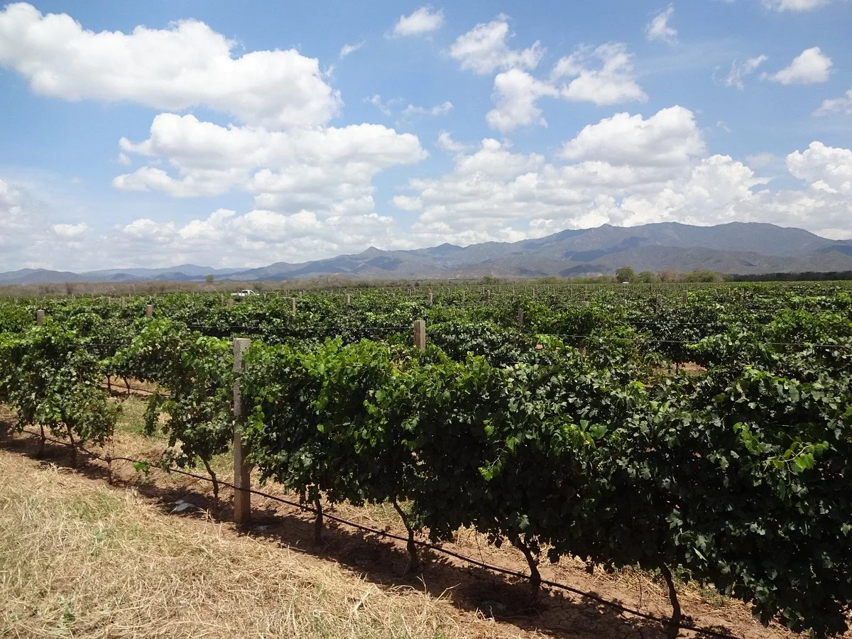 Bodegas Club Pomar
