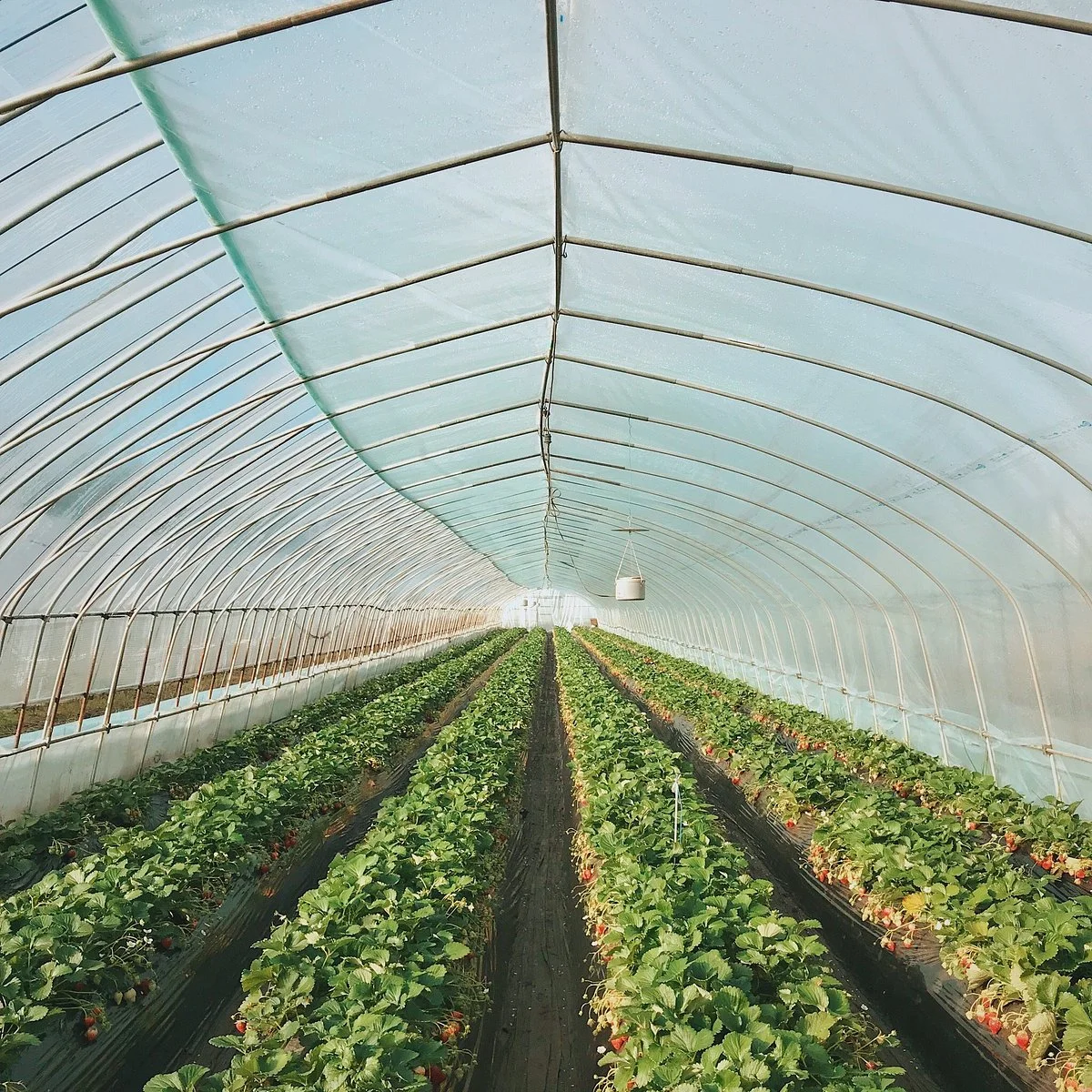 JA Hagano Mashiko Strawberry Picking
