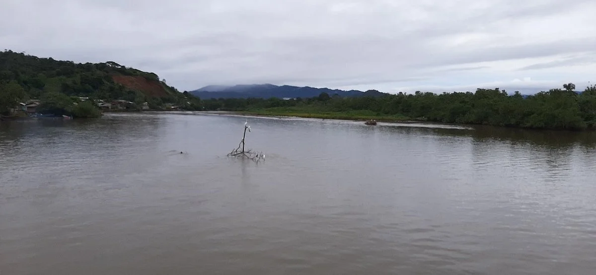 Tortugas Del Pacifico