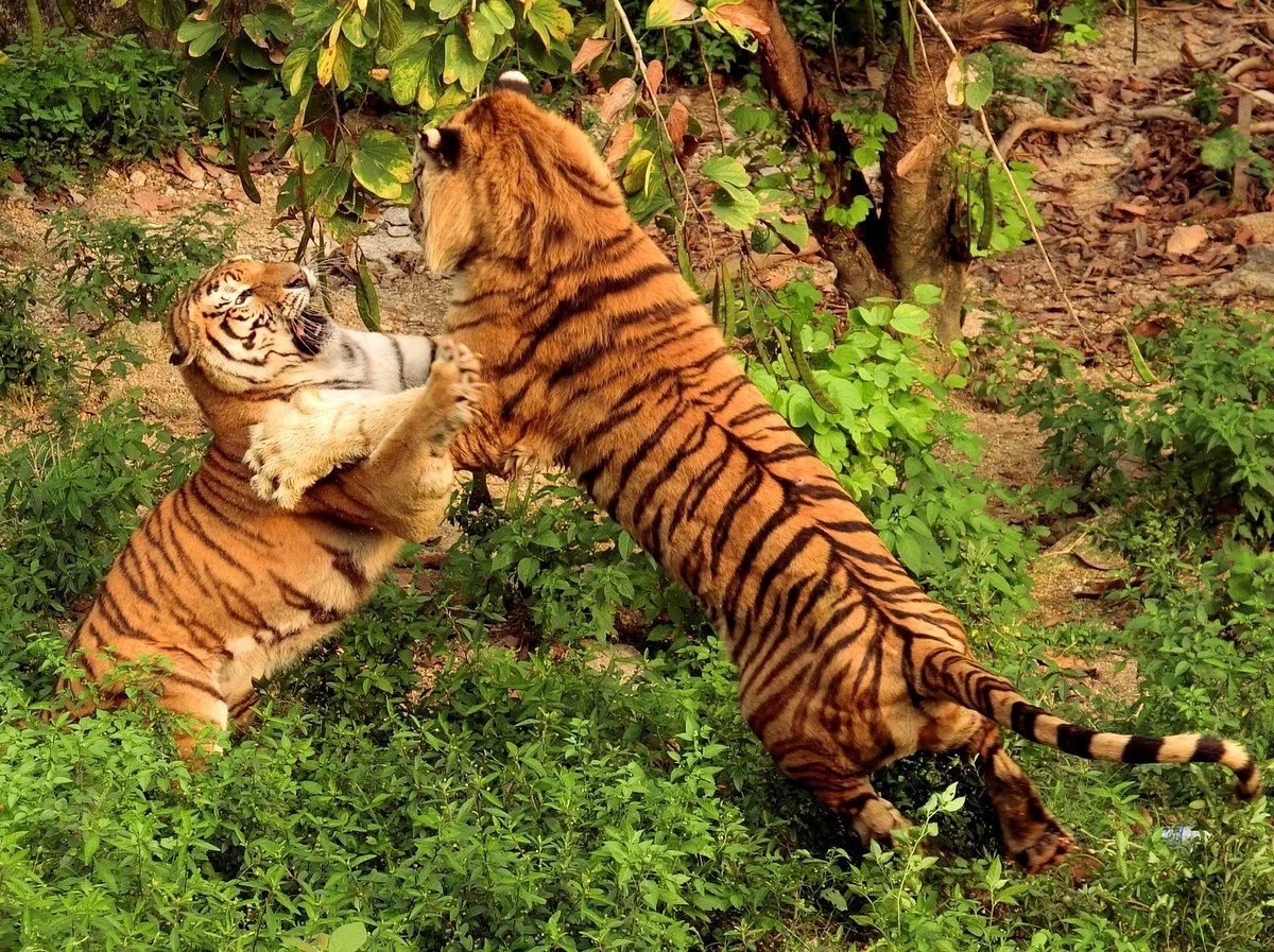 Shenzhen Wild-life Zoo