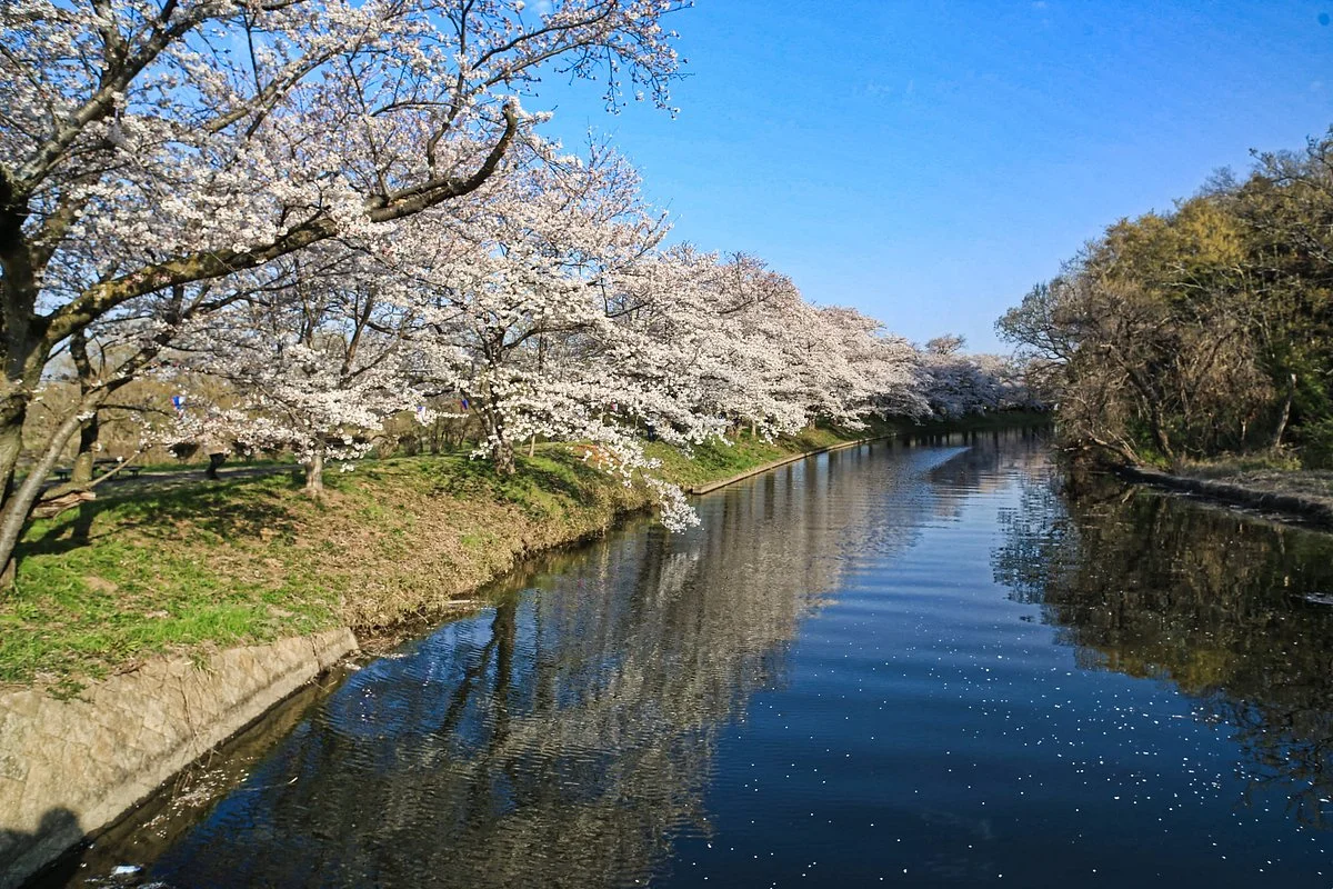 Fukuoka Sakai Sakura Park