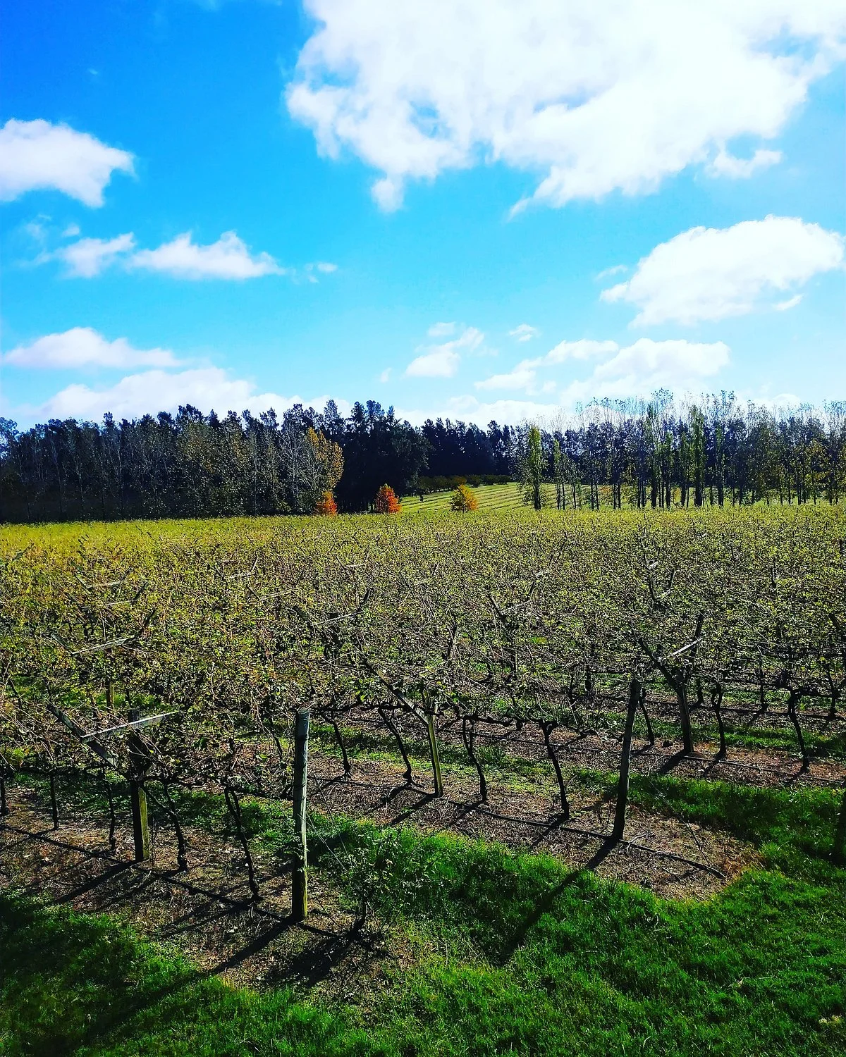 Bodega Bertolini & Broglio
